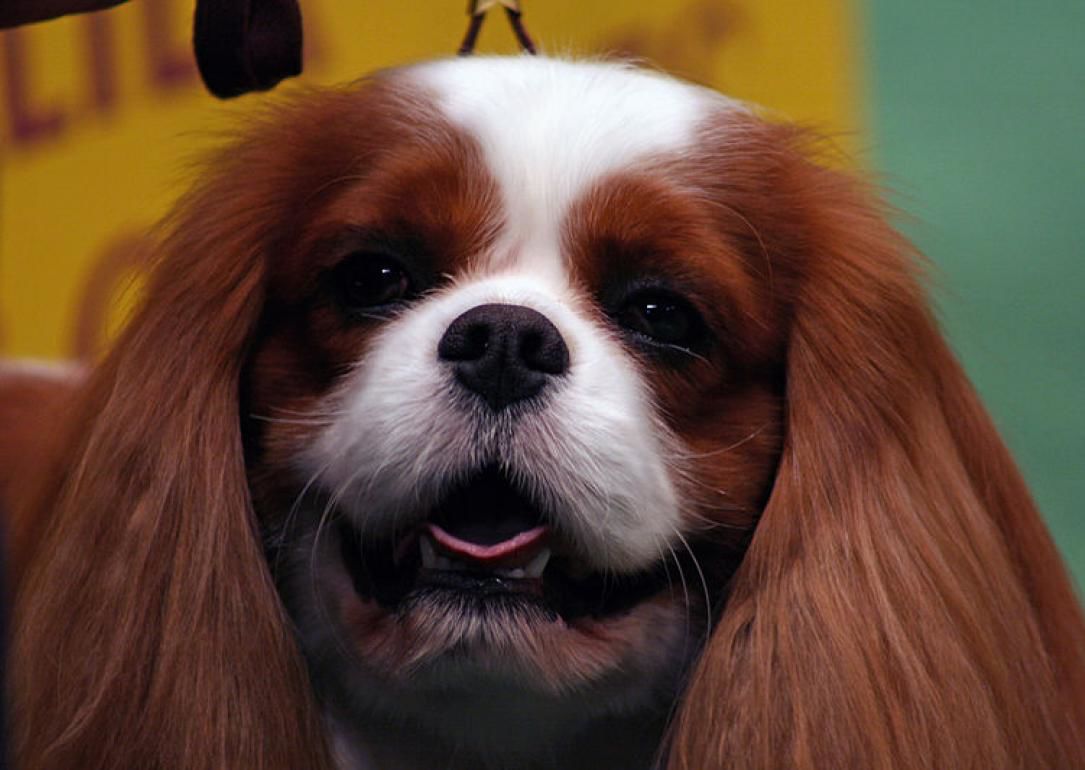 #31. English toy spaniel